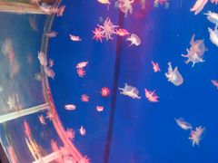 -顺德南宏海立方海洋公园