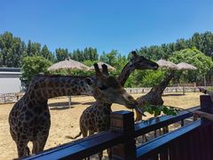 -北京野生动物园