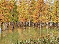 -白鹭湾湿地公园