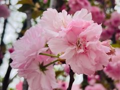 -观澜湖生态运动公社