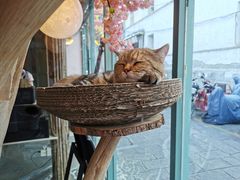 -喵屿·大理花园猫咖