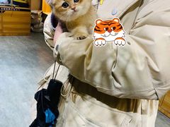 -欣宠猫屋·矮脚拿破仑·蓝金金渐层