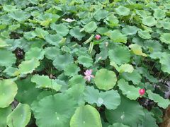 -韶山毛泽东同志故居