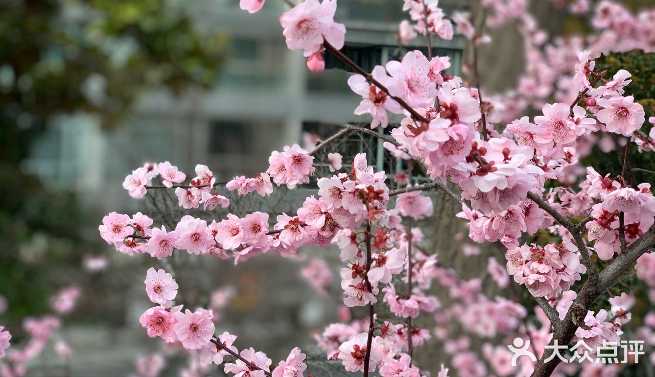 百花齐放