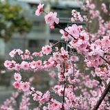 百花齐放