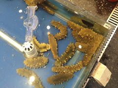 -金海湾海鲜总店