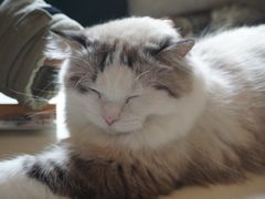 -滚猫咖啡·猫咖·猫友好撸猫(未来城店)