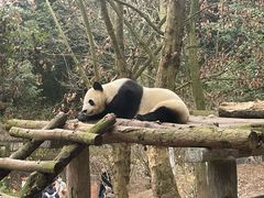 -都江堰中华大熊猫苑
