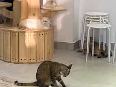 -Heymao猫咖.咖啡厅(东门店)