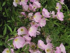 -西湖风景区-江洋畈生态公园