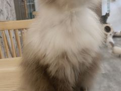 -楼上猫咖(罗湖店)
