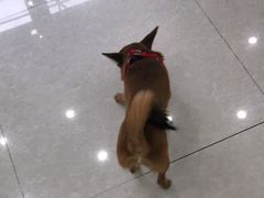 -瑞鹏宠物医院·骨科·猫科·内科(第一中心)