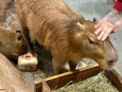 -Zoolung Zoolung动物主题公园(海信广场店)