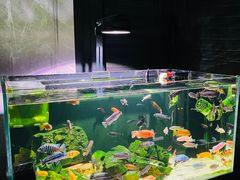 -Chanel(德基广场店)