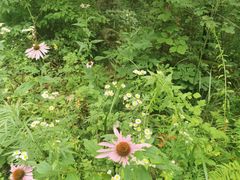 -青峰峡国家森林公园