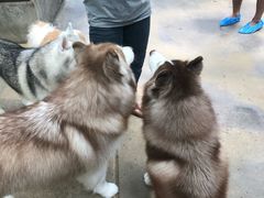 -TrueLove @ Neverland (Husky Cafe)