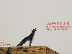 -太阳部落