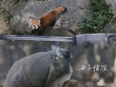 -杭州动物园