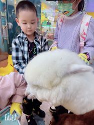 -神奇动物撸宠馆·羊驼·小浣熊·异宠(豫园店)