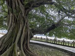 -江心屿景区