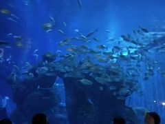 -成都浩海立方海洋公园