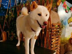 -柴犬高等学院·狗咖·柴犬售卖·宠物训练