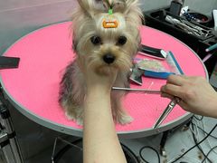 -宠福鑫康馨动物医院·骨科·眼科