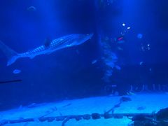 -烟台海昌鲸鲨海洋公园