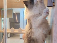 -爪爪喵星球·猫舍(前海卓越店)