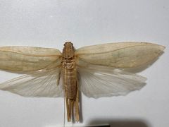 -上海昆虫博物馆