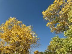 -金塔沙漠胡杨林景区