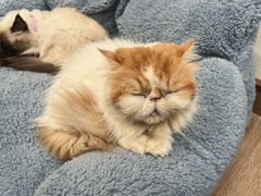 -有猫主题·治愈系猫咖(曾厝垵店)