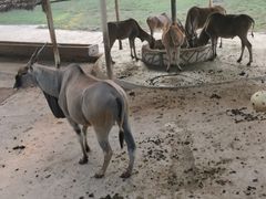 -深圳野生动物园
