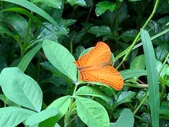 -西双版纳原始森林公园