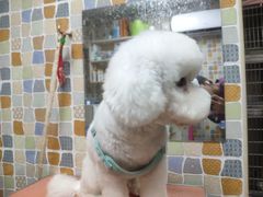 -宠颐生猫科·内科皮肤科(西平世纪城店)