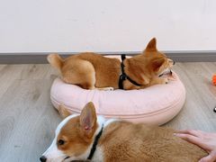 -浣熊柯尔鸭土拨鼠·电玩咖