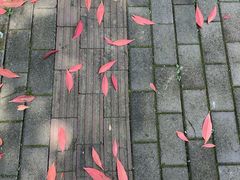 -麦当劳(温州人民路店)