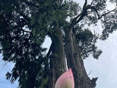 -灵光寺