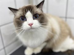 -BABIT巴比特宠物(MOMOPARK店)