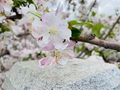 -海棠花溪(元大都城垣遗址公园)