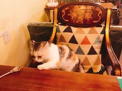-猫色咖啡·猫咖