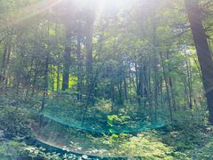 -汤旺河林海奇石景区