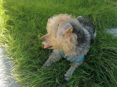 -宠福鑫康馨动物医院·骨科·眼科