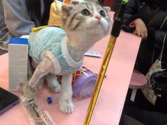 -喵百万·布偶·蓝金金渐层英短·猫舍(百子湾店)