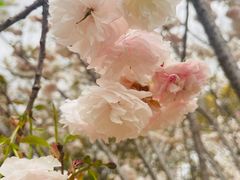 -天适樱花悠乐园