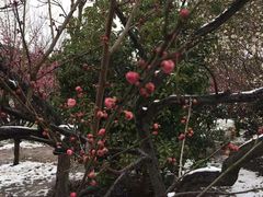 -香雪海