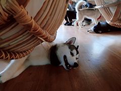 -Husky Go! 哈士奇体验馆·宠物咖啡厅狗咖