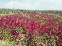 -北纬44度·金珠花海休闲农业旅游景区