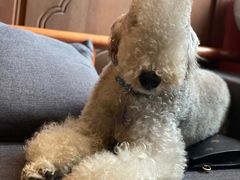 -沐沐家宠物(成寿寺店)