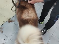 -宠福鑫康馨动物医院·骨科·眼科